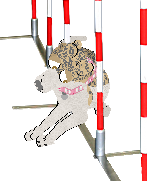 Dog Agility