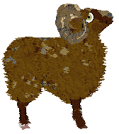 Ram