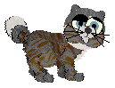 kitten