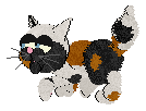 kitten