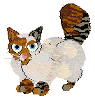 Bicolor Torbie.png